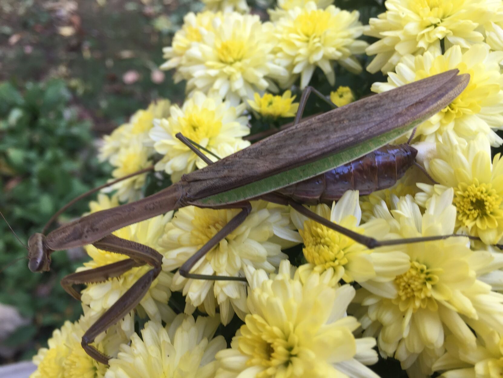 praying mantis.jpg